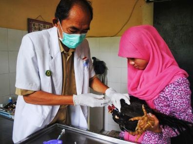 Diskopindagtan: Bedakan Ayam Sehat dan Tidak