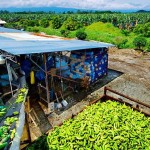 Ikuti Pola Banana Green Belt