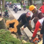 Pohon Besar Mulai Ditebang