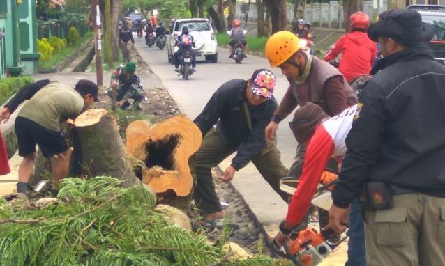 Pohon Besar Mulai Ditebang