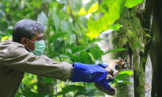 20 Kukang Jawa Dilepasliarkan