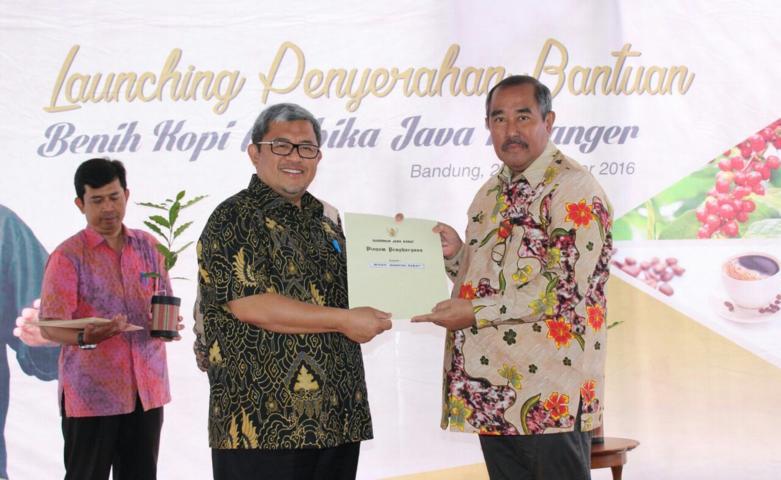 Terima 183.500 Batang Benih Kopi Arabika arabika