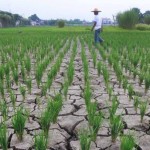 Cianjur Waspada Kekeringan