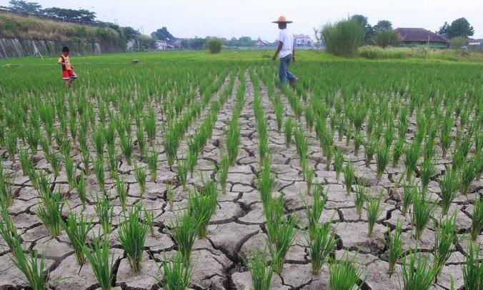 Cianjur Waspada Kekeringan