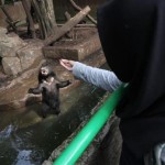 KLHK Putuskan Kasus Beruang Minggu Depan