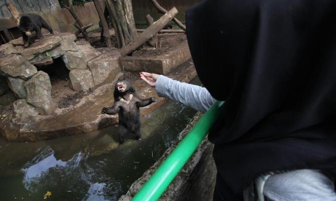 KLHK Putuskan Kasus Beruang Minggu Depan