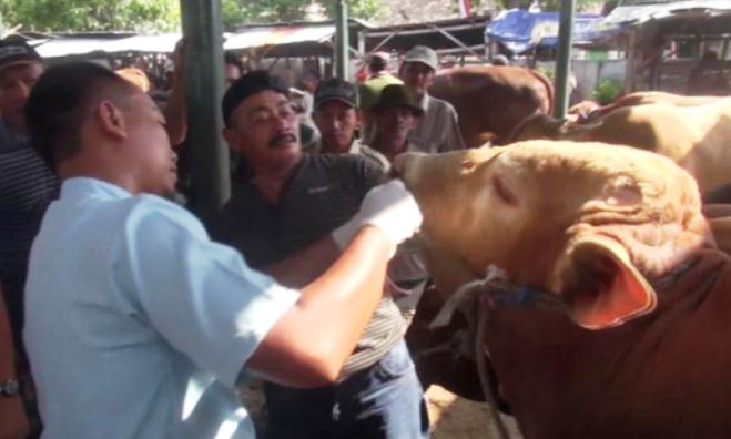 Dinas: Bandung Tak Ada Anthrax