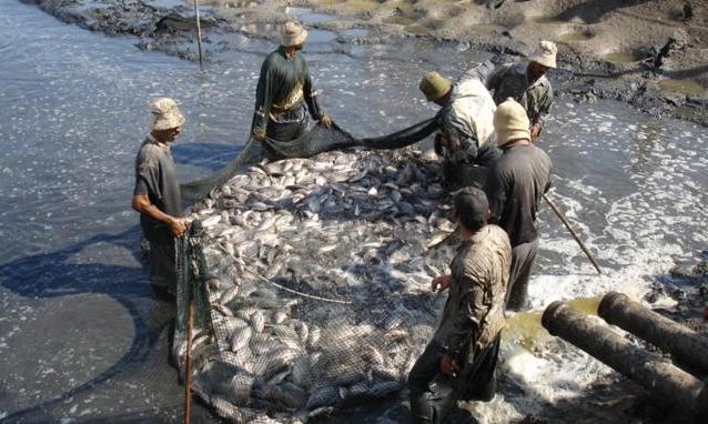 Konsumsi Ikan di Jabar Rendah ikan