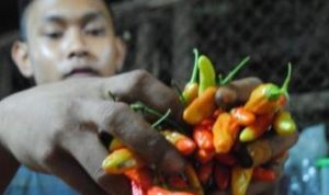 Dinas Perindustrian dan Perdagangan (Disperindag) Kabupaten Bandung Barat (KBB) mengatakan harga cabai merah terus naik secara signifikan.