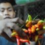 Dinas Perindustrian dan Perdagangan (Disperindag) Kabupaten Bandung Barat (KBB) mengatakan harga cabai merah terus naik secara signifikan.