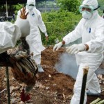 Waspada Flu Burung di Musim Penghujan