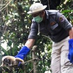 Lepasliarkan 10 Kukang di Ciamis