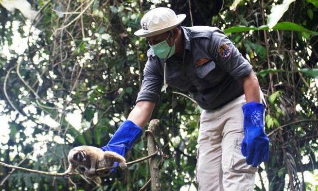 Lepasliarkan 10 Kukang di Ciamis Lepasliarkan 10 Kukang di Ciamis