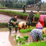 Koramil 0904/Paseh Bantu Gerakan Percepatan Tanam Padi