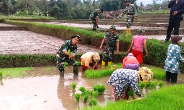 Koramil 0904/Paseh Bantu Gerakan Percepatan Tanam Padi Koramil 0904/Paseh Bantu Gerakan Percepatan Tanam Padi