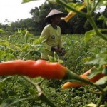 Petani Percepat Panen Cabai
