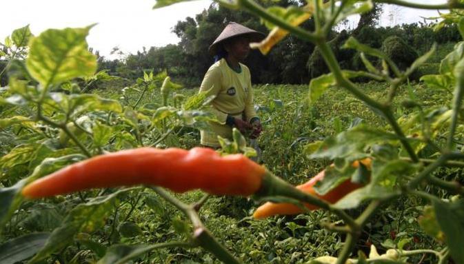 Petani Percepat Panen Cabai