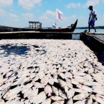 Satu Ton Ikan Mati