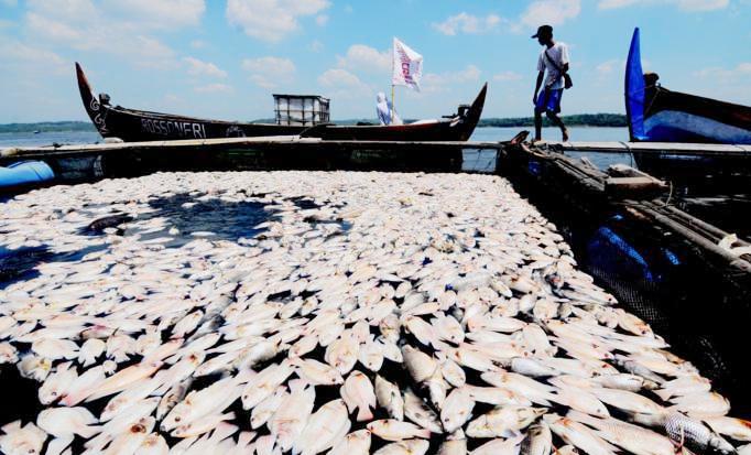 Satu Ton Ikan Mas dan Nila Mati Satu Ton Ikan Mati