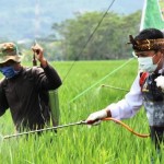 Siapkan Brigade Buru Wereng