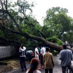 Waspadai Pohon Tumbang