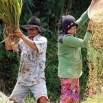 Elin Abubakar Dinobatkan Indung Tani