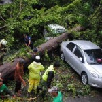 Walhi Jabar Dorong Pemkot Petakan Pohon