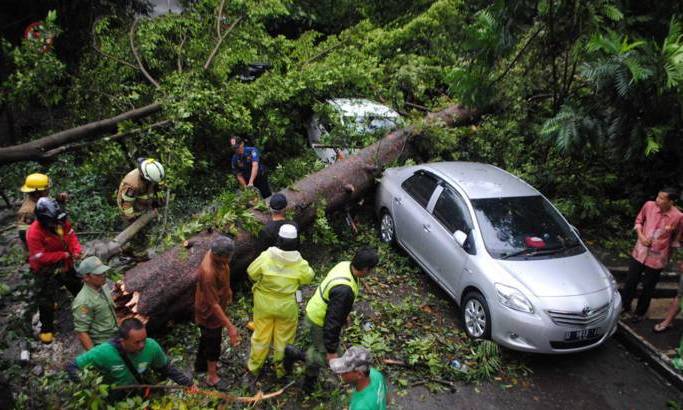 Walhi Jabar Dorong Pemkot Petakan Pohon