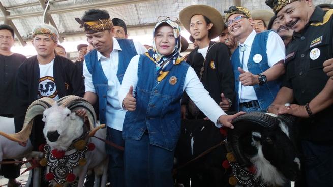 376 Sapi Dibikin Bunting Bareng