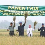 Sawah Abadi Cibiru sebagai Pertahanan Pangan