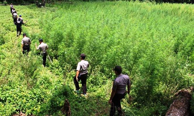 Cililin Diduga Miliki Ladang Ganja ladang ganja