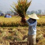 petani