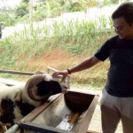 Berternak semudah Bermain Tamagotchi