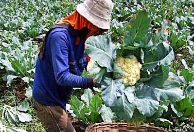 Pancaroba Tidak Ganggu Produksi Sayuran petani-kbb