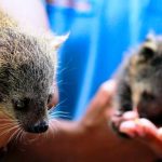 Anak Binturung Bonbin