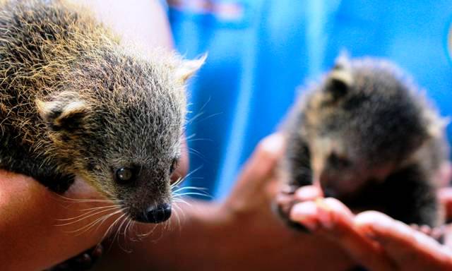 Anak Binturung Bonbin