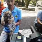Bonbin-harimau