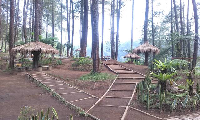 Menikmati Kesejukan Wisata Hutan Pinus PAL 16 Cikole Wisata Hutan Pinus Cikole Lembang PAL 16 (3)