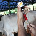 Distan Turunkan 750 Dokter Hewan