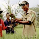penyuluhan pertanian