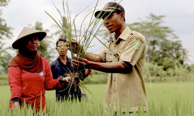 penyuluhan pertanian