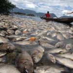 Ikan di Saguling Masih Layak Dikonsumsi