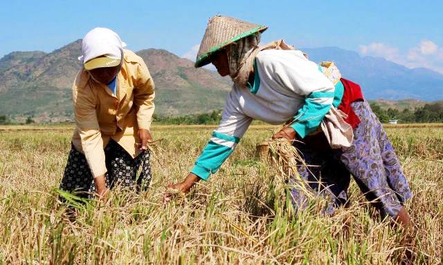 Harga Gabah Terus Anjlok asuransi petani