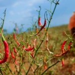 Delapan Daerah di Jabar Kekeringan, Ribuan Hektar Sawah Gagal Panen