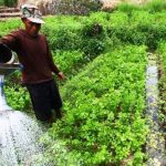 Pemkab Dorong Wirausaha bagi Petani