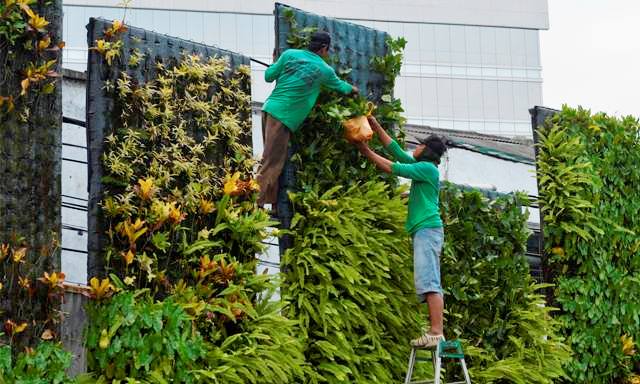 Taman Vertikal Jangan Terbengkalai Taman Vertikal