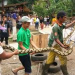 Sanca Sepanjang 4.5 Meter Diamankan