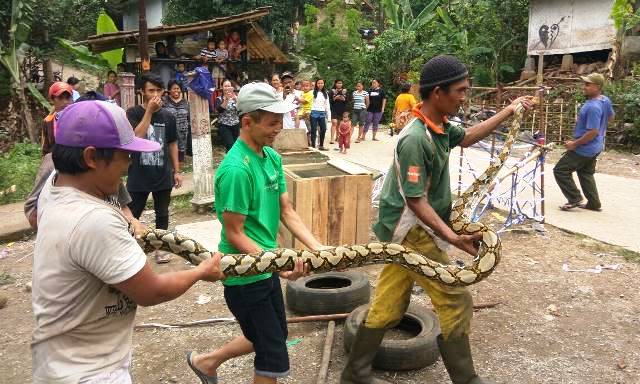 Sanca Sepanjang 4.5 Meter Diamankan Sanca Sepanjang 4.5 Meter Diamankan