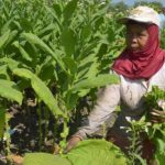 Dorong Kemajuan Petani Tembakau