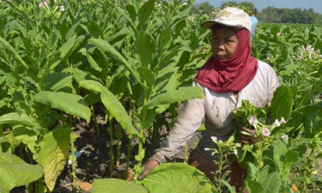 Pemda dapat Jatah Rp 5 Miliar